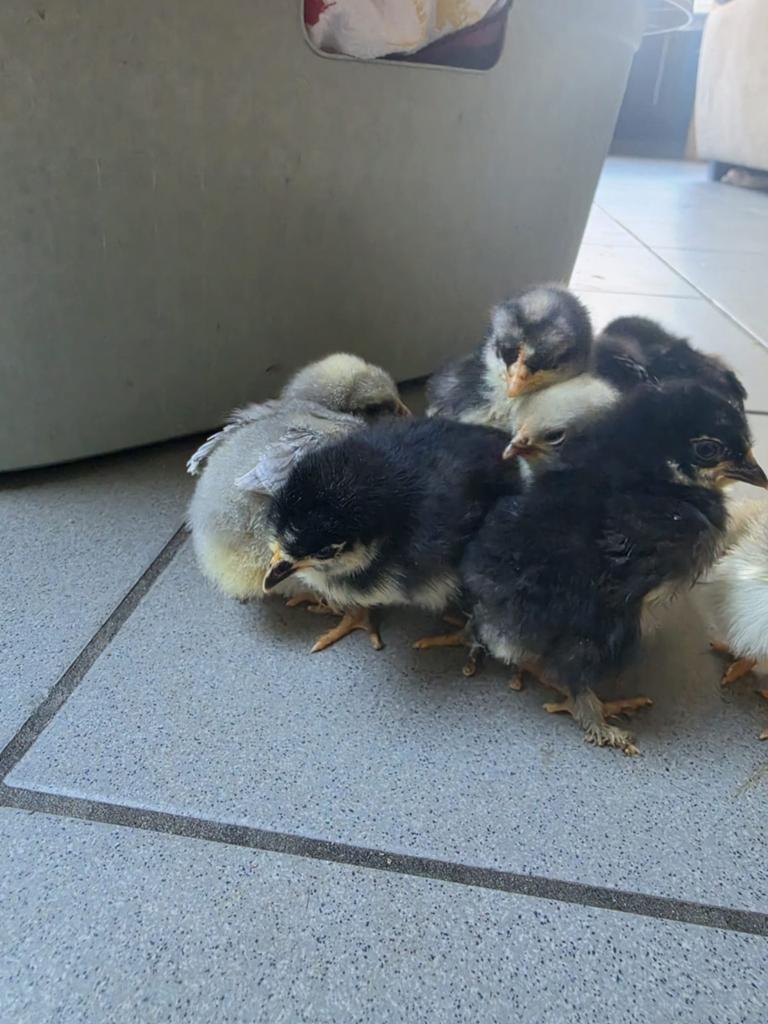 Cochins kriel kuikens 15 stuks, Dieren en Toebehoren, Meerdere dieren, Kip