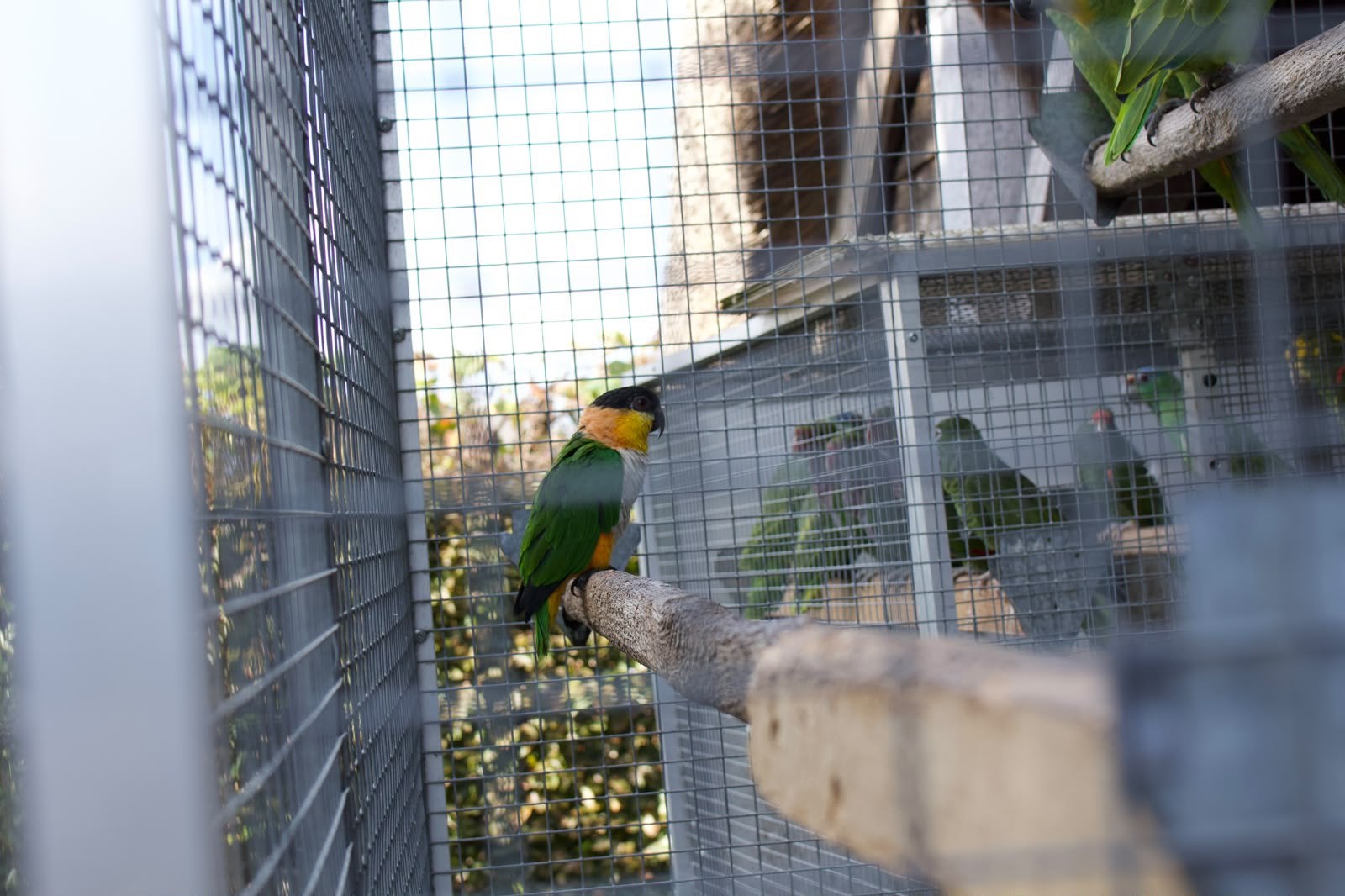 1-1 Pionites melanocephalus 2025/2026 te koop, Plusieurs animaux, Perroquet, Bagué