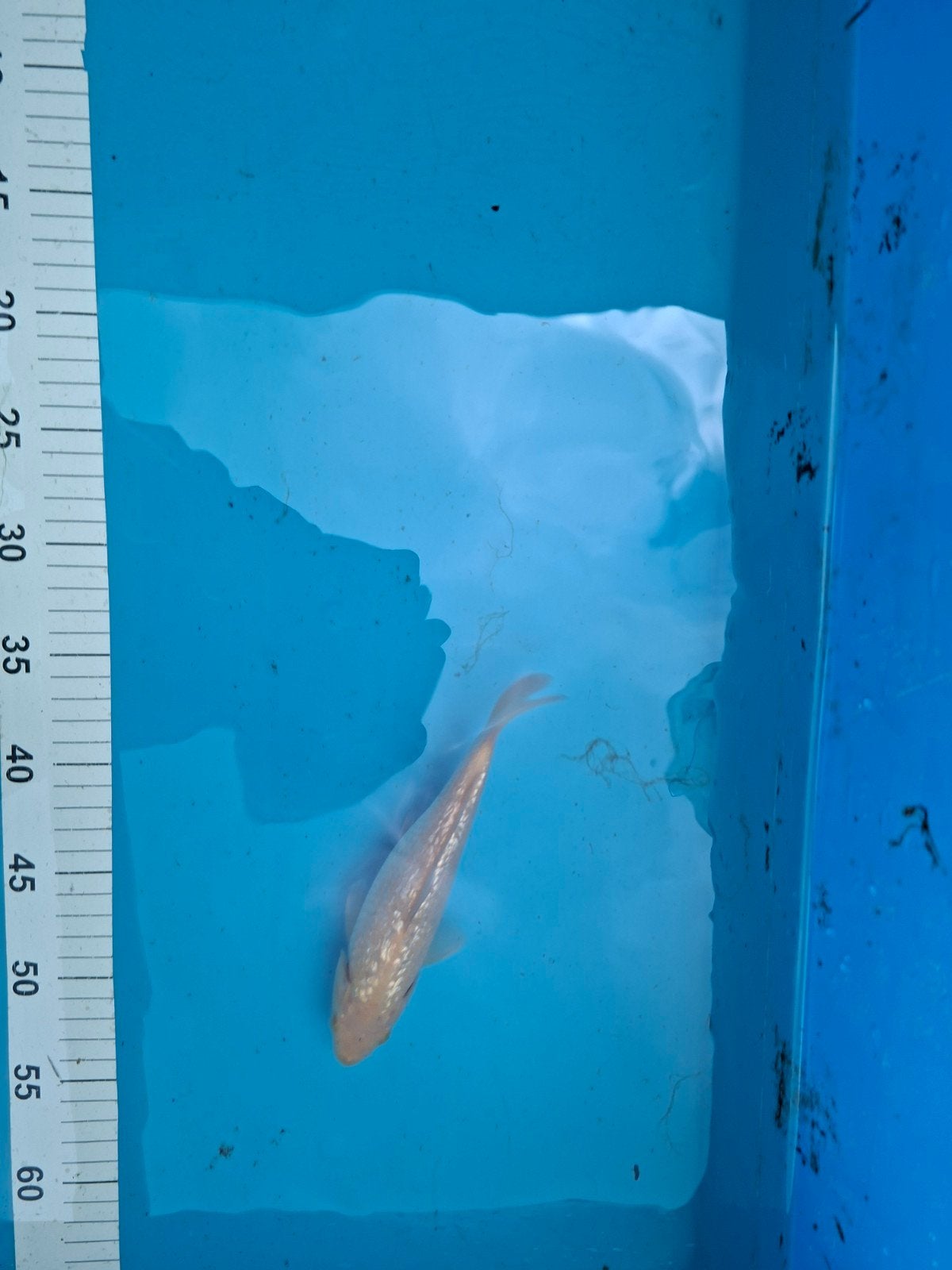 HQ Japanse koi ginrin karashigoi, Karper of Koi