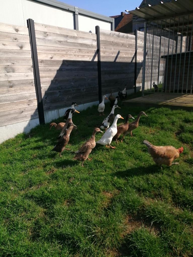 broedeieren Indische loopeenden, Plusieurs animaux, Canard