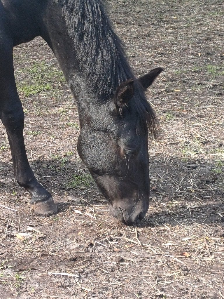 Merrieveulen, Niet van toepassing, 0 tot 2 jaar, C pony (1.27m tot 1.37m), Merrie