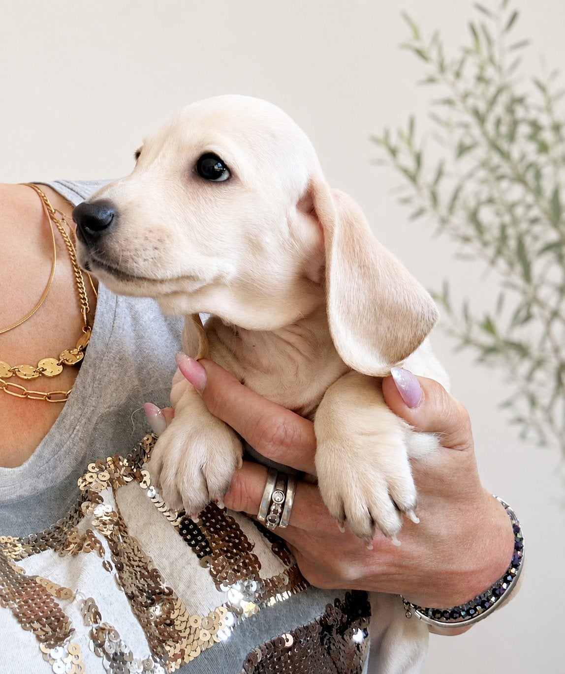 Superbes teckels nains crème/noir et crème, Animaux & Accessoires, Chiens | Teckels & Bassets, Poils courts, Plusieurs, Nain, Hépatite contagieuse (maladie de Rubarth)