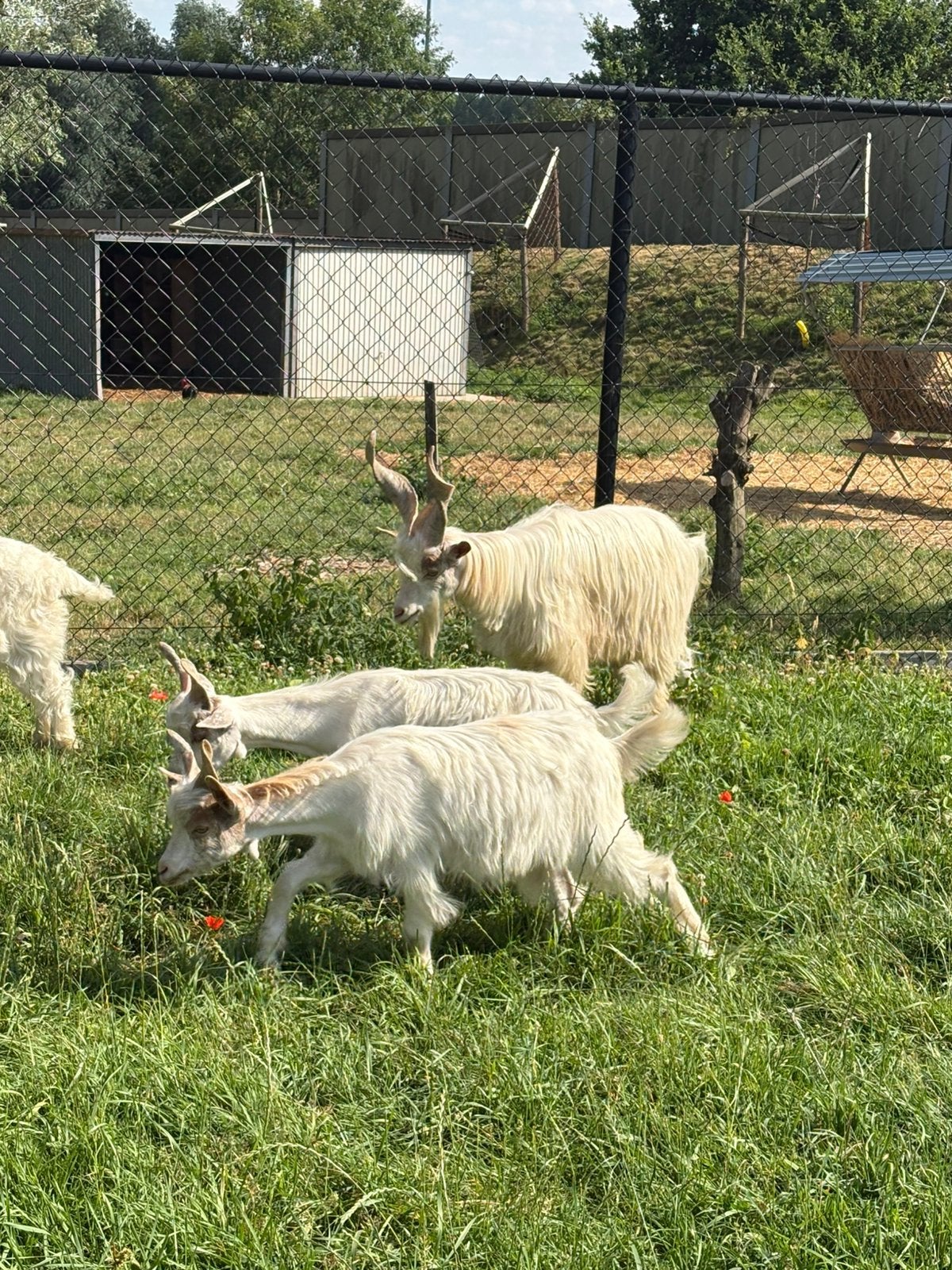 girgentana geitenbok, Dieren en Toebehoren, Schapen, Geiten en Varkens