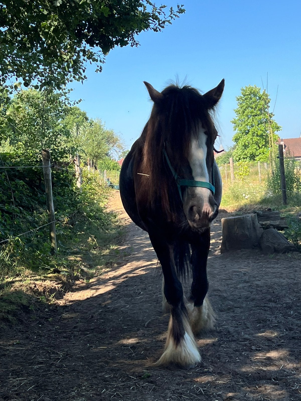13-jarige Tinker ruin, Dieren en Toebehoren, Paarden, Ruin, M
