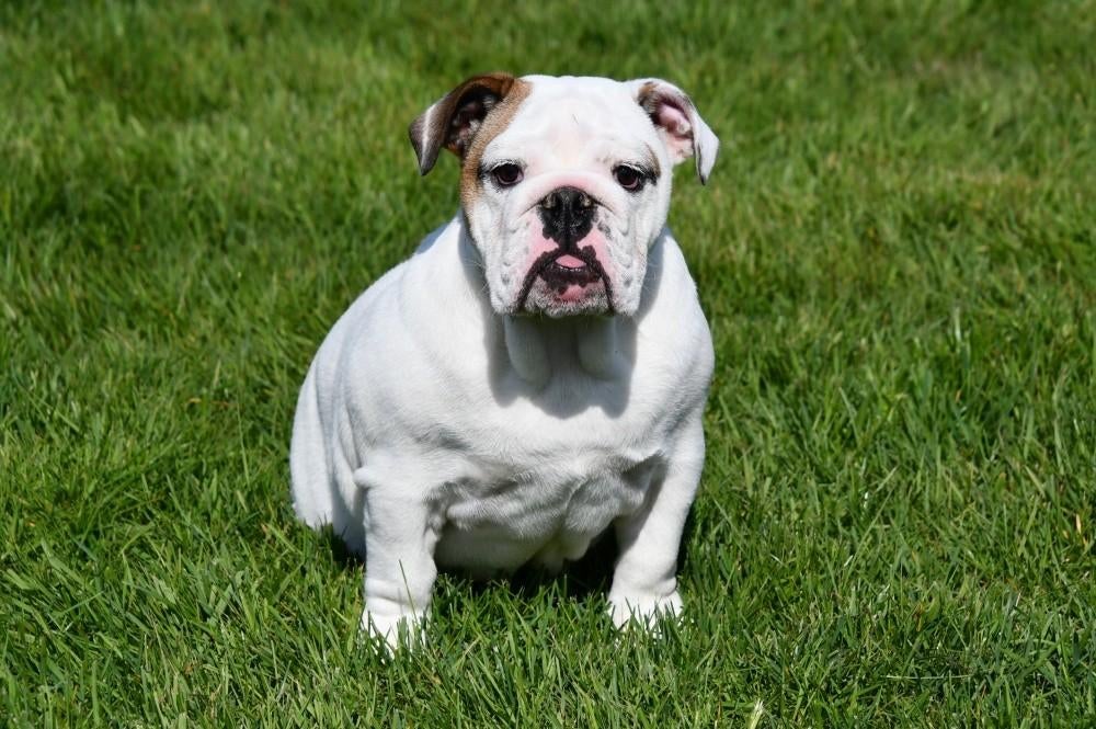Engelse Bulldog pups te koop, 15 weken tot 1 jaar, Buitenland, Teef, Meerdere