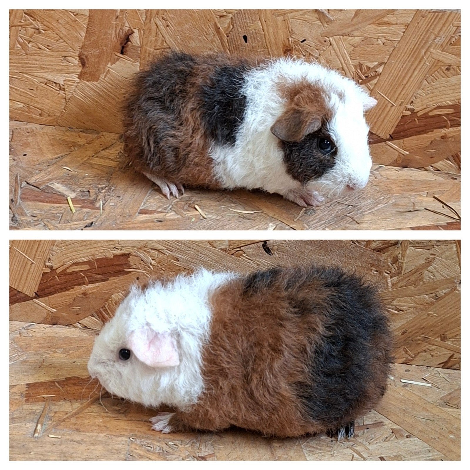 us teddy cavia. cavia's, Juillet, Cobaye