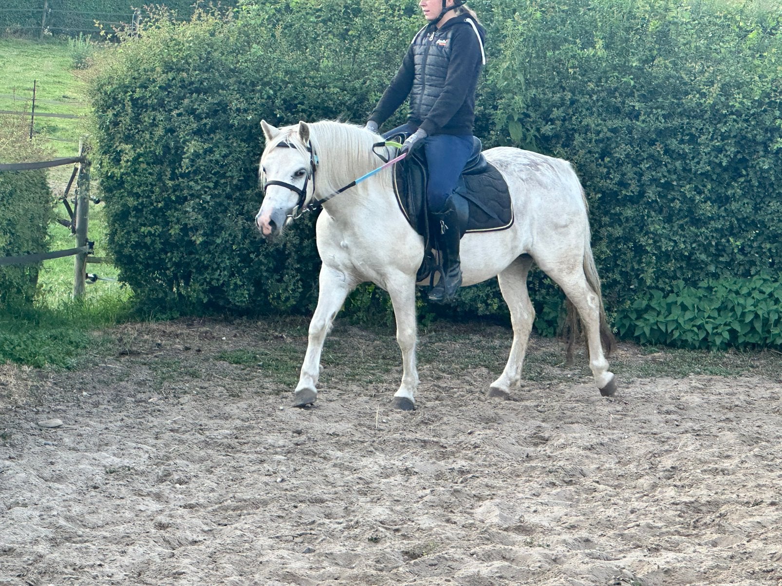 Welsh pony merrie, Animaux & Accessoires, Poney B (1.17 m à 1.27 m), B, Avec pedigree, Poney de récréation
