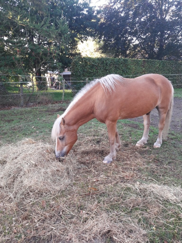 Groom, Animaux & Accessoires, Voitures & Carrosses
