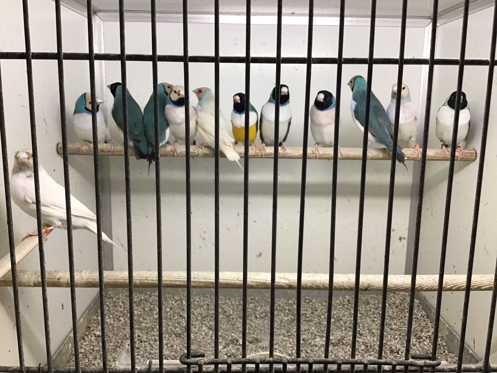 Gouldamadines, Animaux & Accessoires, Plusieurs animaux, Oiseau tropical
