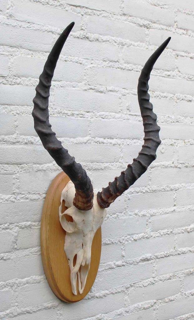 Schedel IMPALA ANTILOPE op houten schild - ref. A (gewei), Enlèvement ou Envoi, Utilisé, Animal sauvage, Crâne