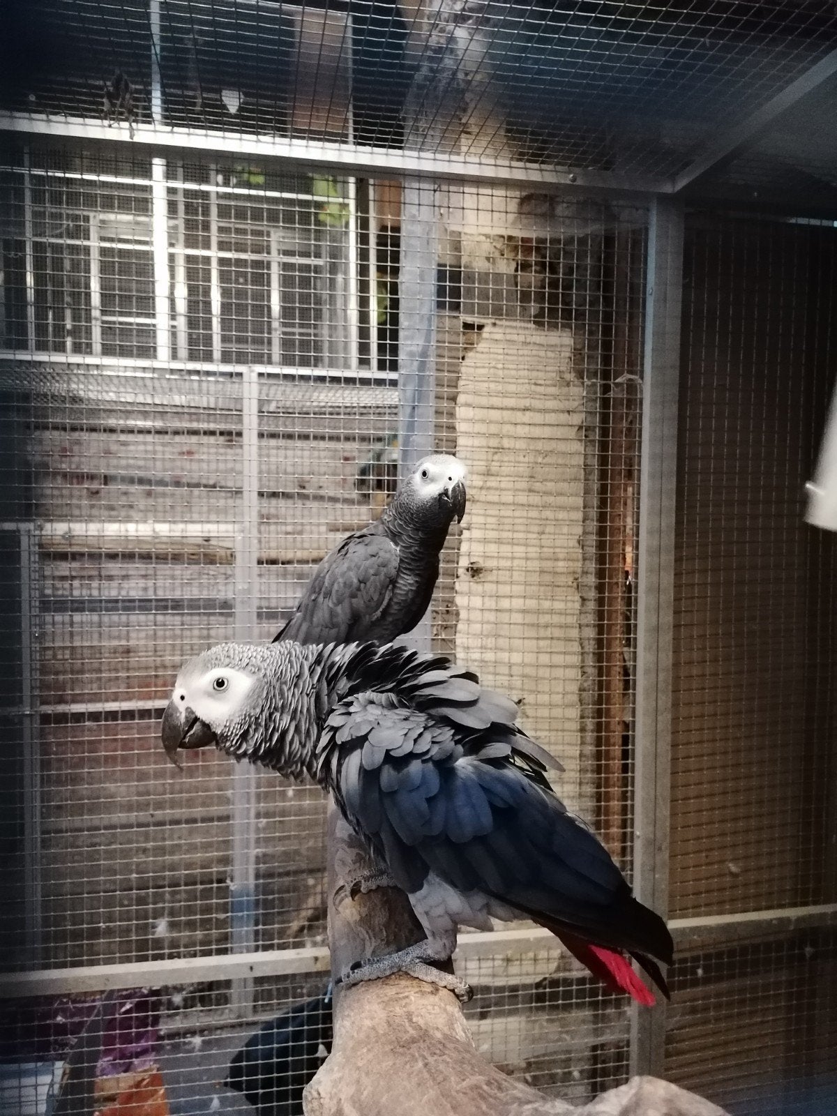 Prachtig koppel grijze roodstaarten, Plusieurs animaux, Perroquet, Bagué