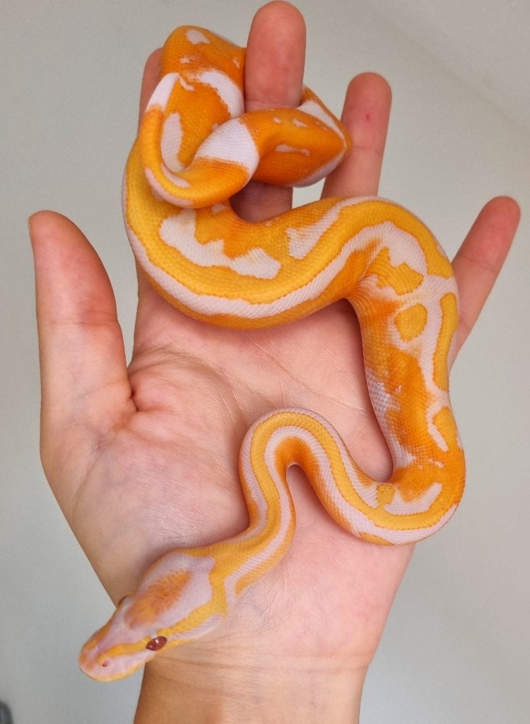 1.0 black head dreamsicle koningspython Ball Python photo 3