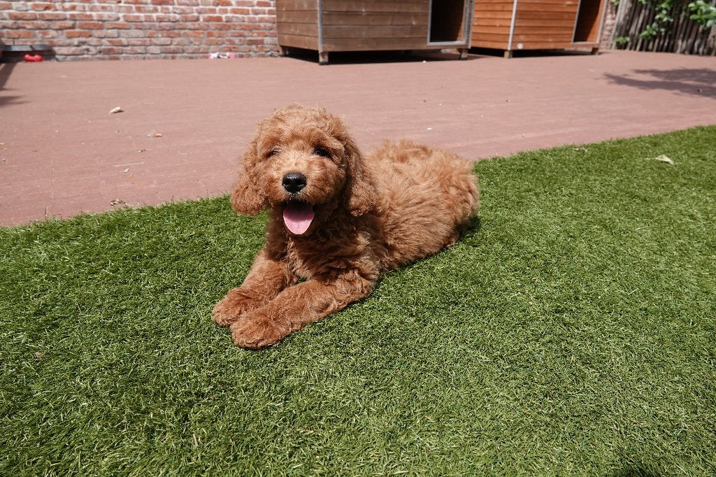 Prachtige medium Labradoodle pups, met stamboom, Parvo, België, Overige rassen, 8 tot 15 weken