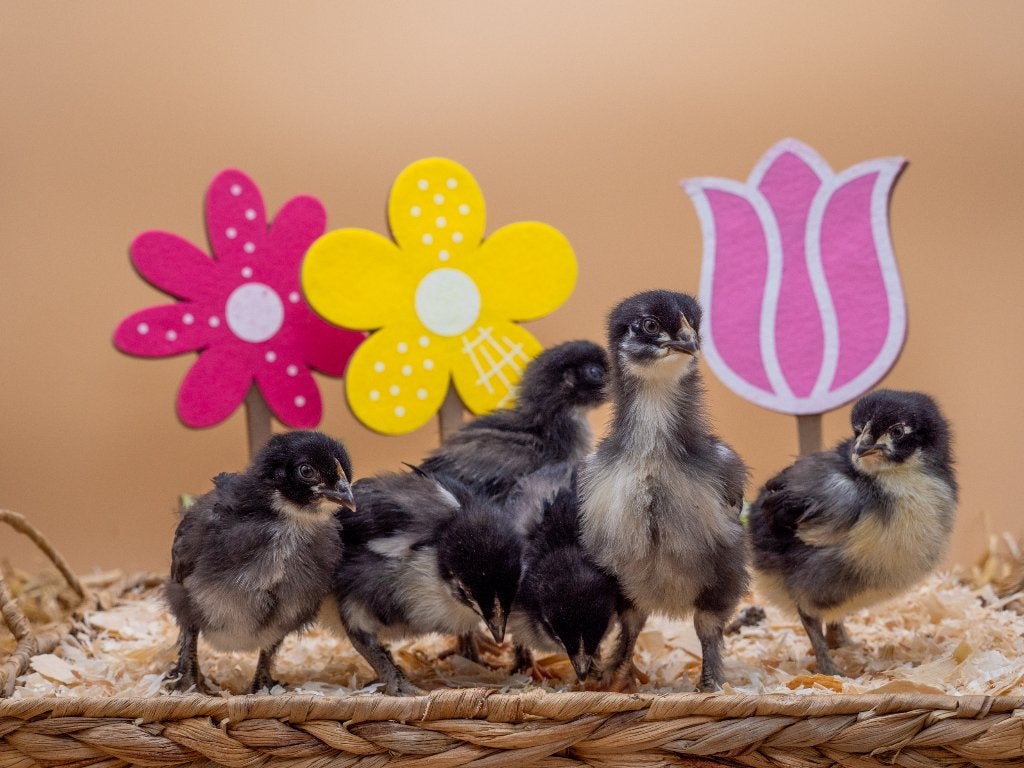 Jonge tamme Marans kuikens gesekt en ingeënt, Femelle, Poule ou poulet