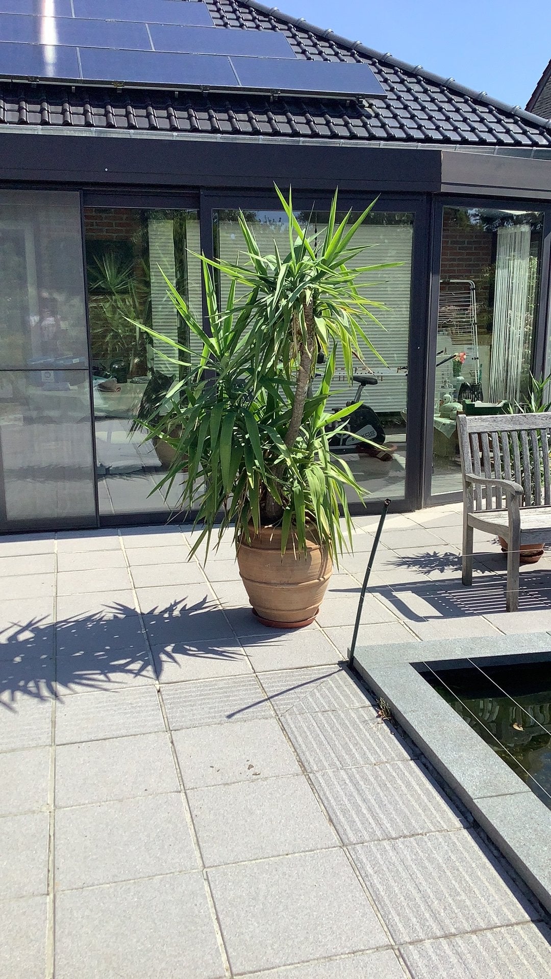 Yucca, Maison & Meubles, Enlèvement, Yucca