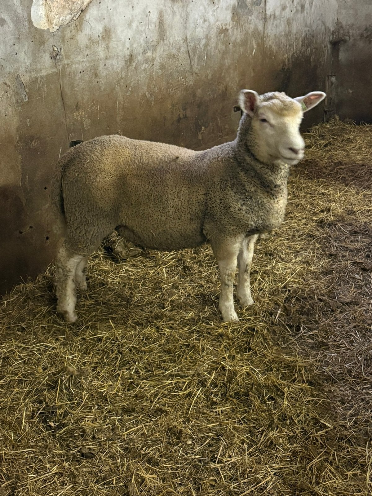 Rammen en ooien te koop, Animaux & Accessoires, Plusieurs animaux, Mouton, 0 à 2 ans