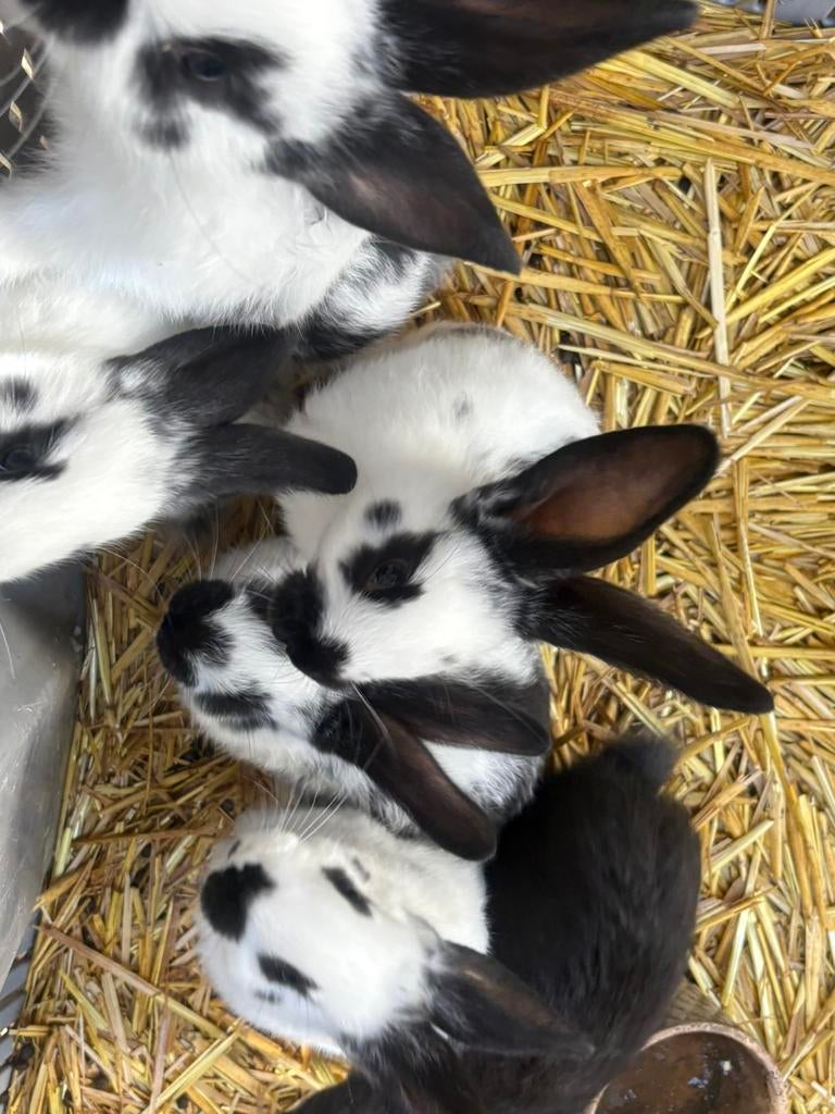Duitse Vlinder reuzen, Dieren en Toebehoren, Konijnen, Meerdere dieren, Groot, 0 tot 2 jaar