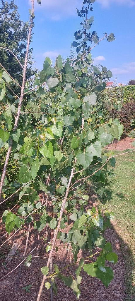 verschillende boom soorten te koop, Tuin en Terras, Ophalen, Volle zon, Bolboom, 250 tot 400 cm