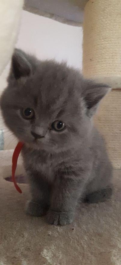 Brits korthaar kittens stamboom direct beschikbaar, Plusieurs animaux, Vermifugé, 0 à 2 ans