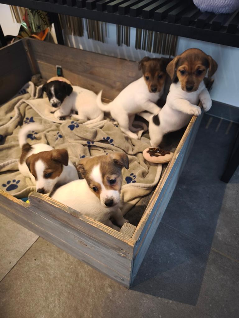 Lieve speelse kortpotige Jack Russell pups, Animaux & Accessoires, Chiens | Jack Russell & Terriers, Chienne, Jack Russel Terrier