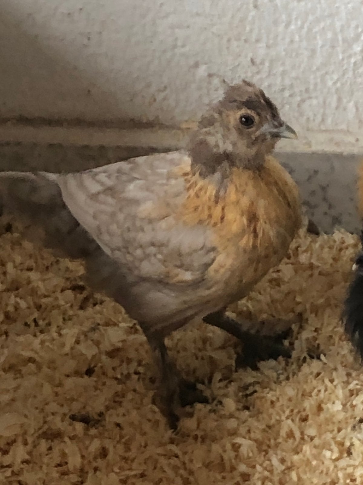Haantjes, Dieren en Toebehoren, Pluimvee, Mannelijk, Kip