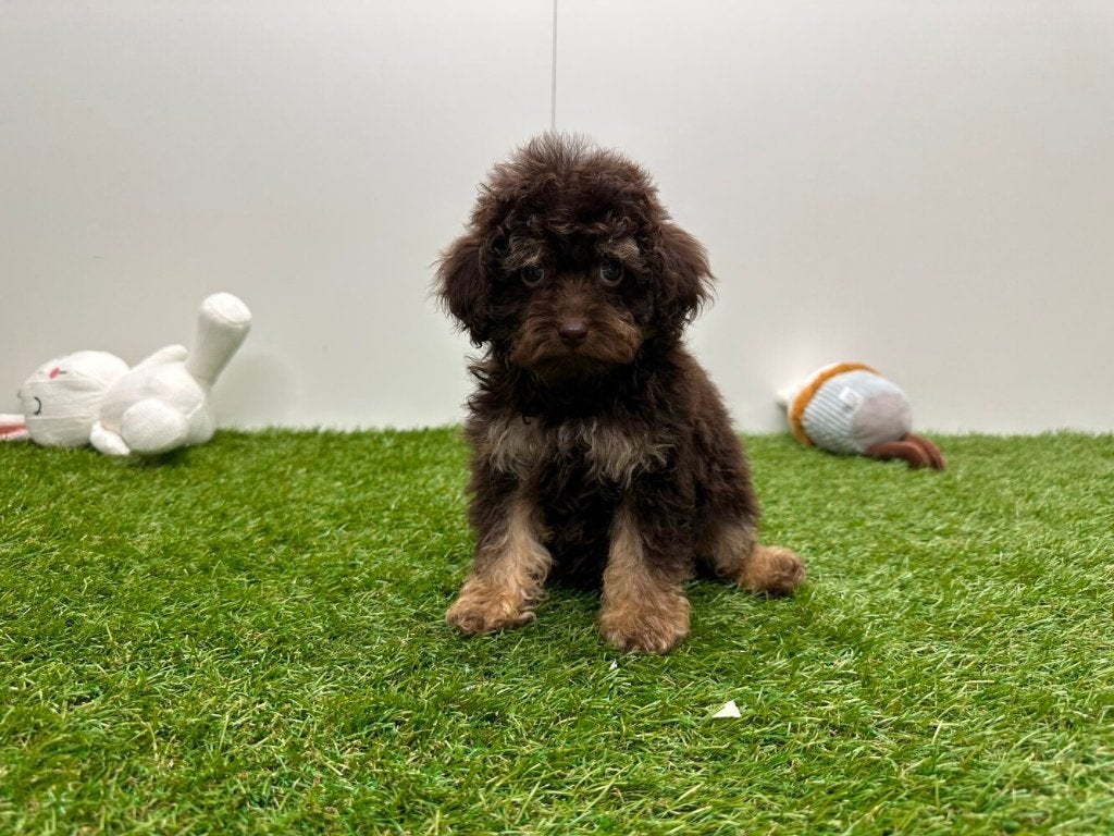 Chiots Toy Poodle, Caniche, Hépatite contagieuse (maladie de Rubarth), Plusieurs, Belgique