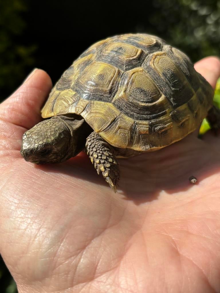Tortue Herman Boettgeri 2022 - ! dernieres dispos !, Animaux & Accessoires, Tortue