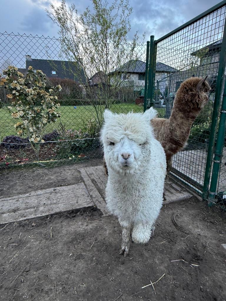 Zeer mooie alpaca hengst, Juli, Mannelijk