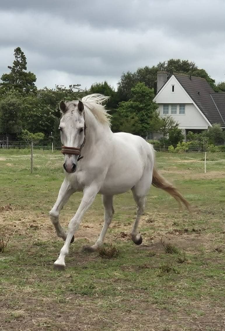 spaanse ruin 14 jr, Dieren en Toebehoren, Ruin, Recreatiepaard, 11 jaar of ouder