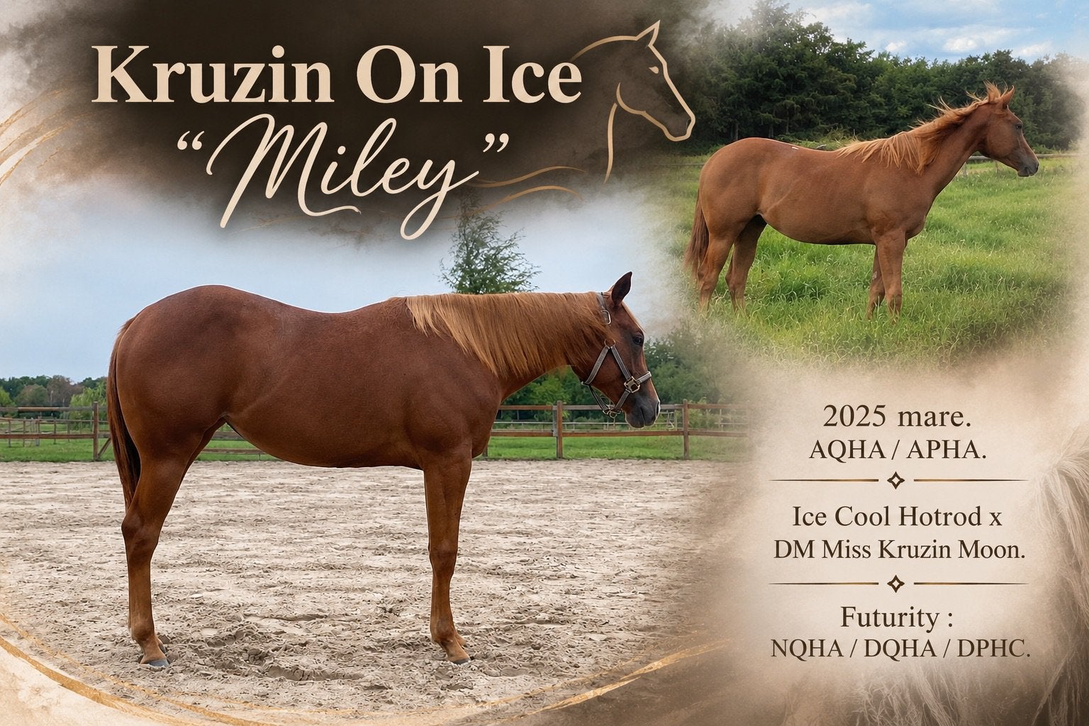 Très belle jument AQHA/ APHA à vendre, Avec pedigree, Cheval western, 160 à 165 cm, Ne s'applique pas