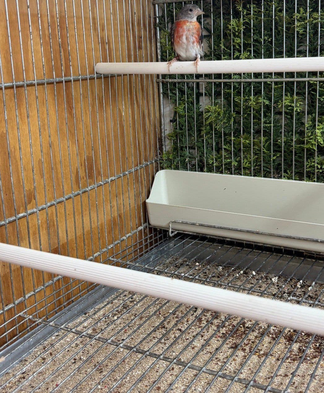 Kapoetsensijs pop 2024, Dieren en Toebehoren