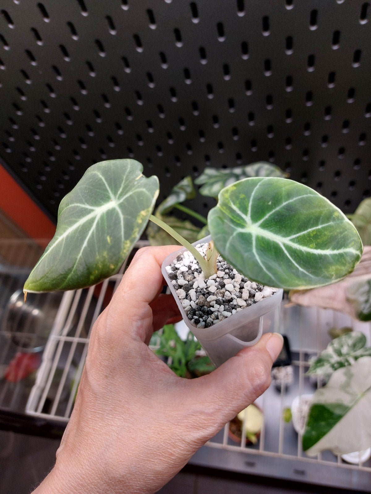 Alocasia Black velvet aurea, Enlèvement ou Envoi