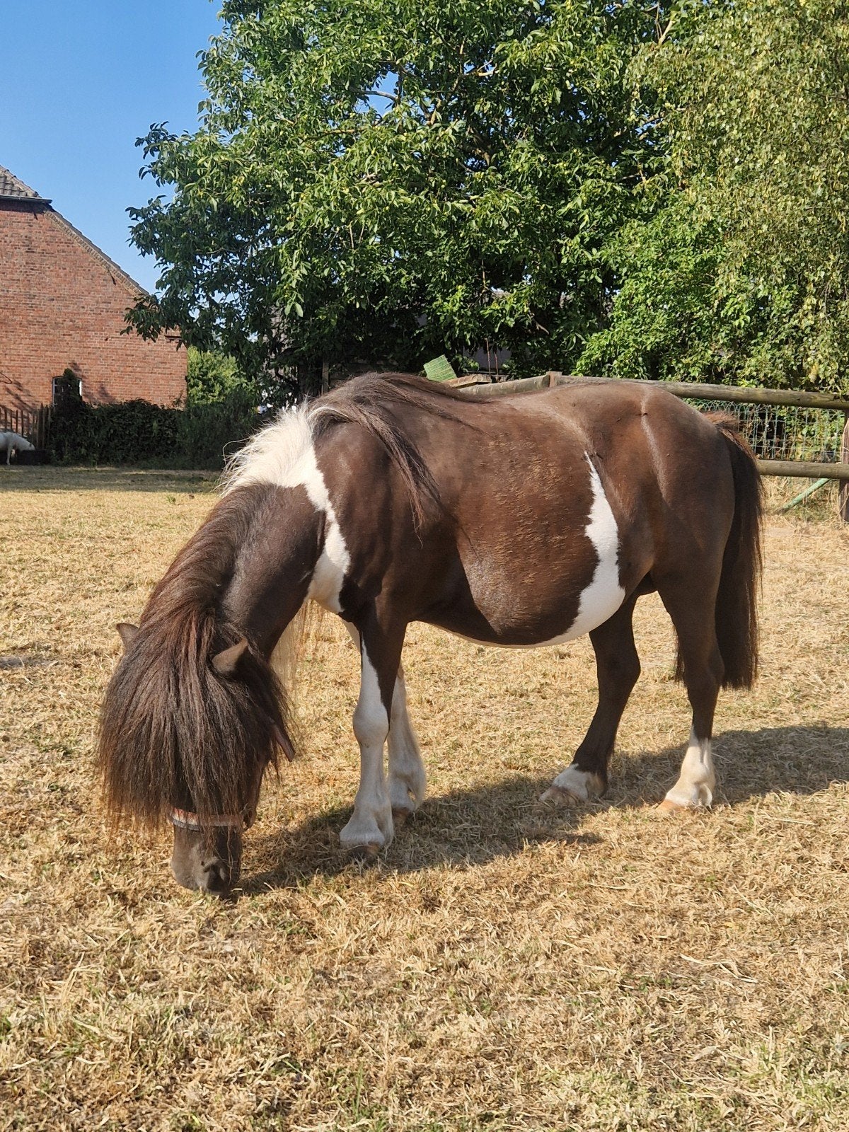Lieve kinderpony, Dieren en Toebehoren, Merrie, Met stamboom, 11 jaar of ouder