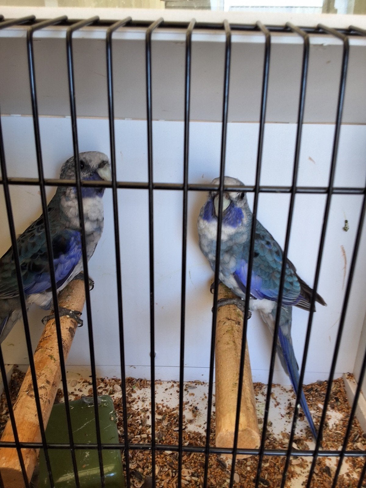 blauwe pennant, Meerdere dieren, Parkiet, Geringd