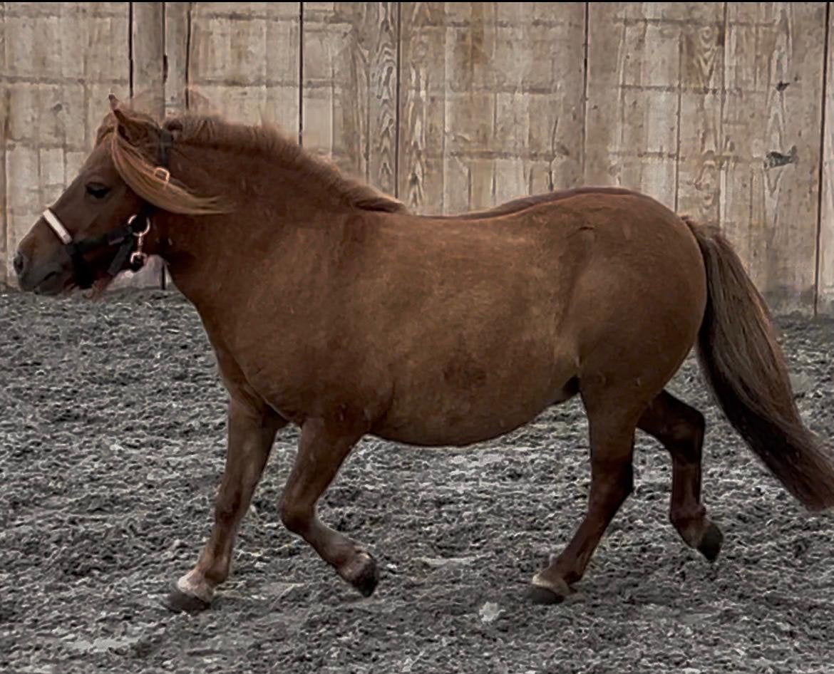 Braaf pony merrietje, Dieren en Toebehoren, Merrie, 7 tot 10 jaar