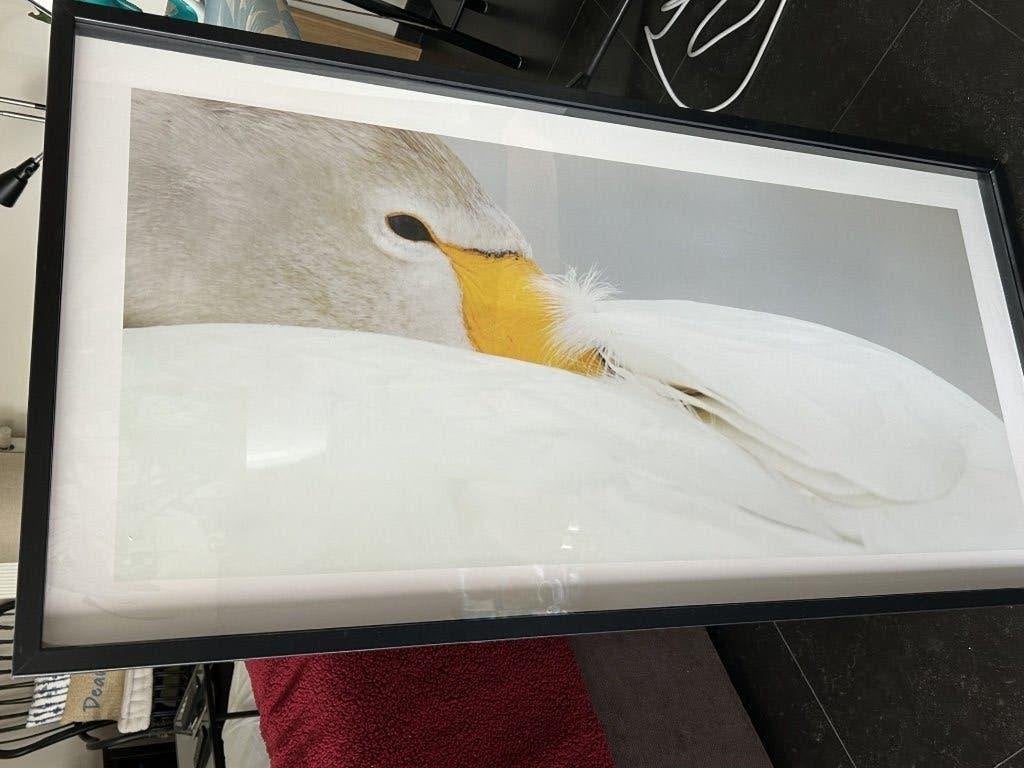 Tableau cadre Cygne, Antiquités & Art, Enlèvement