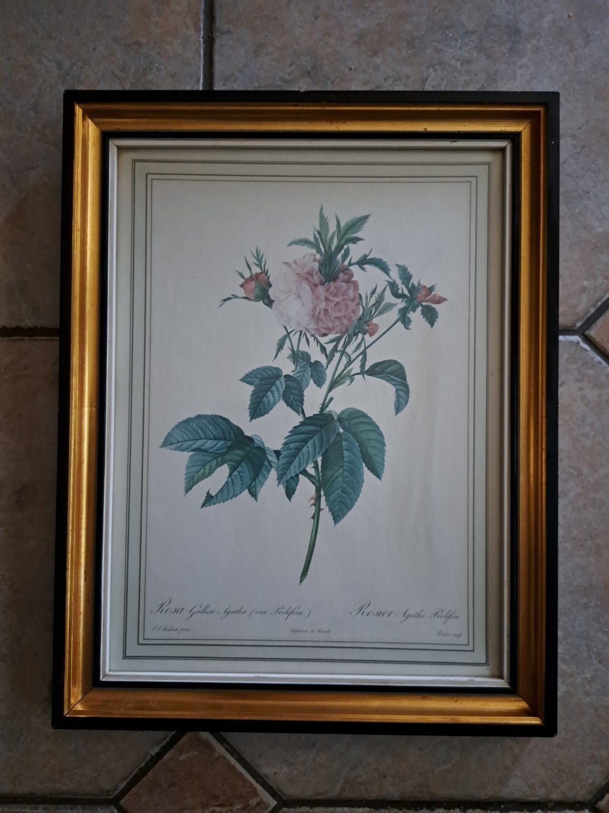 Rosa Gallica Agathe - Pierre-Joseph Redouté, 35 cm, 23 cm, Enlèvement, Papier/carton
