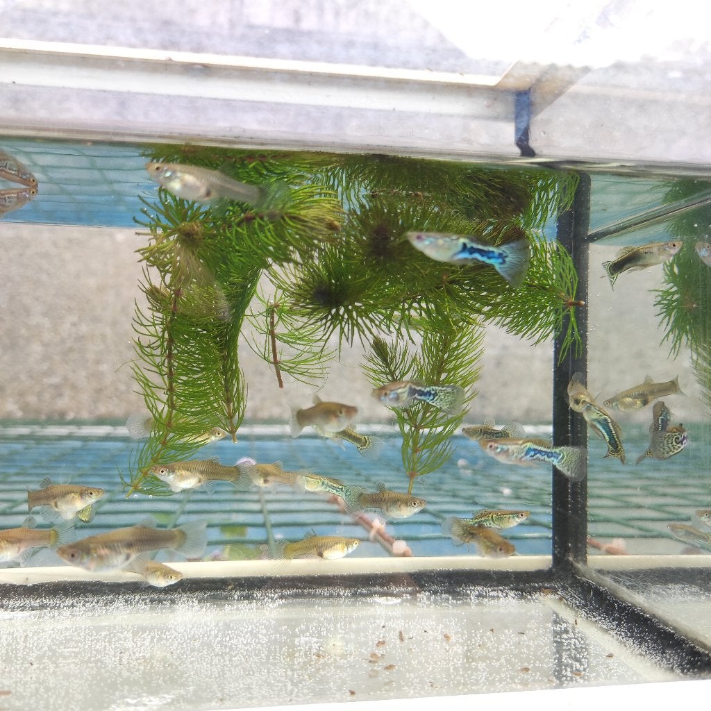 Jong Volwassen Guppy's