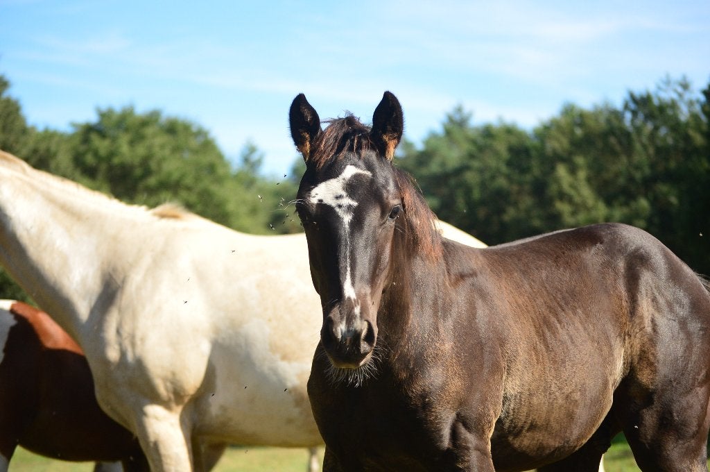 Paint Veulens - 2026, Dieren en Toebehoren, Minder dan 160 cm, Met stamboom, 0 tot 2 jaar, Westernpaard