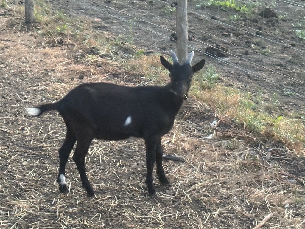Melkgeiten bokken, Dieren en Toebehoren, Schapen, Geiten en Varkens, Mannelijk, Geit, 0 tot 2 jaar