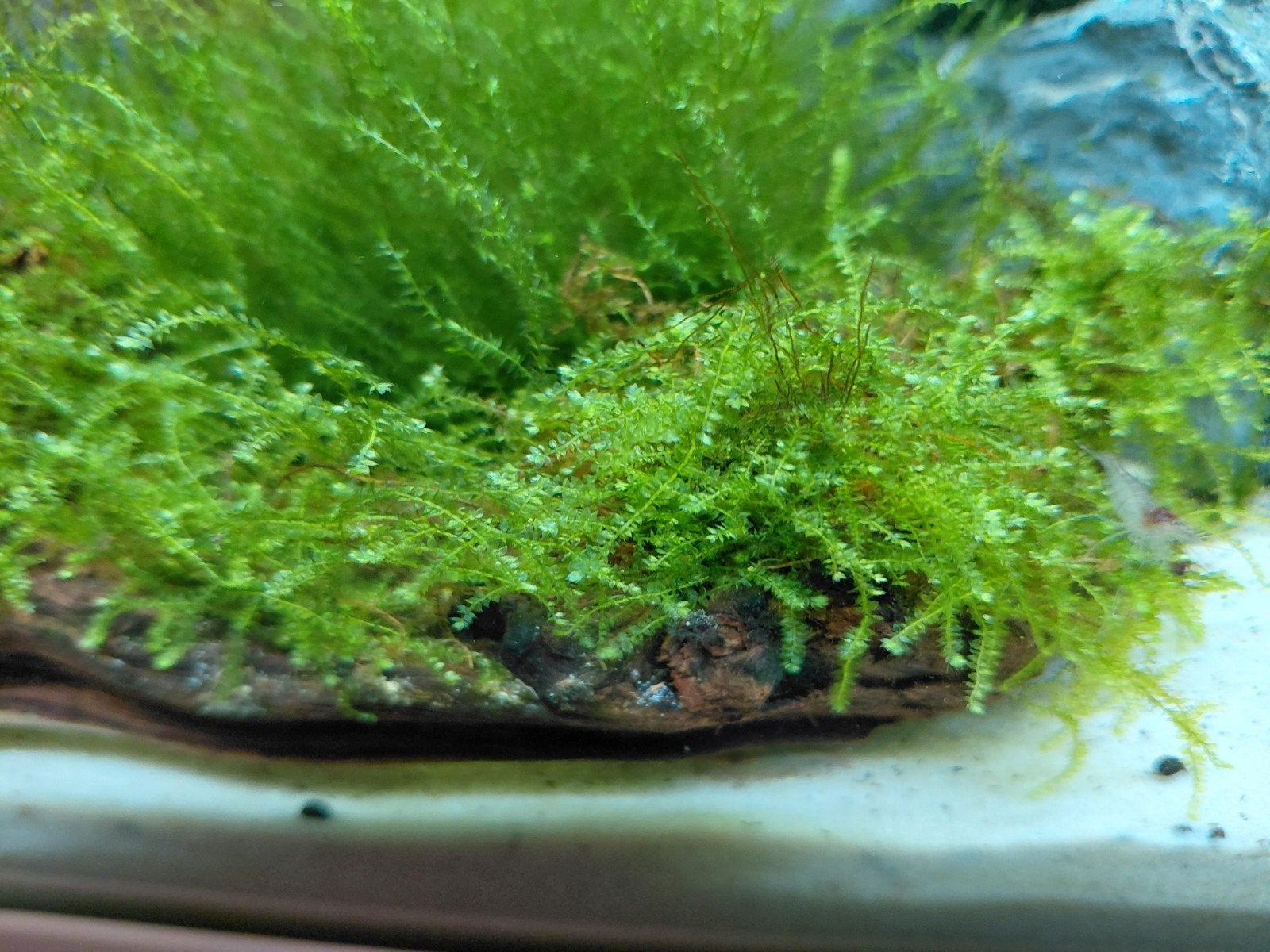 Pakket aquariumplanten, verschillende mossen en hout met mos, Dieren en Toebehoren, Ophalen of Verzenden