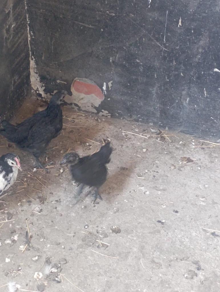 Koppel Ayan cemani, Dieren en Toebehoren, Meerdere dieren, Kip