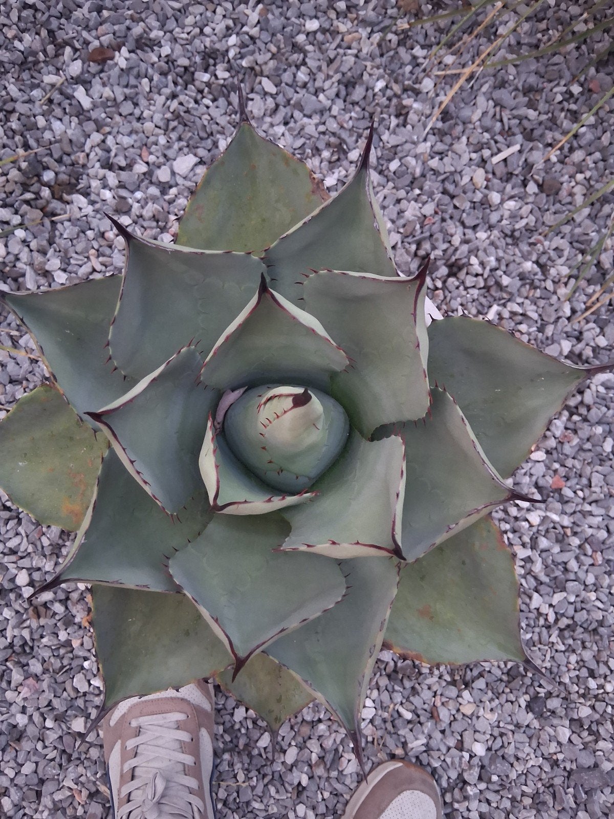 Agave, Jardin & Terrasse, Enlèvement