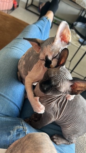 Sphynx kittens met stamboom, Animaux & Accessoires, Chats & Chatons | Chats de race | Poil ras, Chatte ou Chat, Avec pedigree