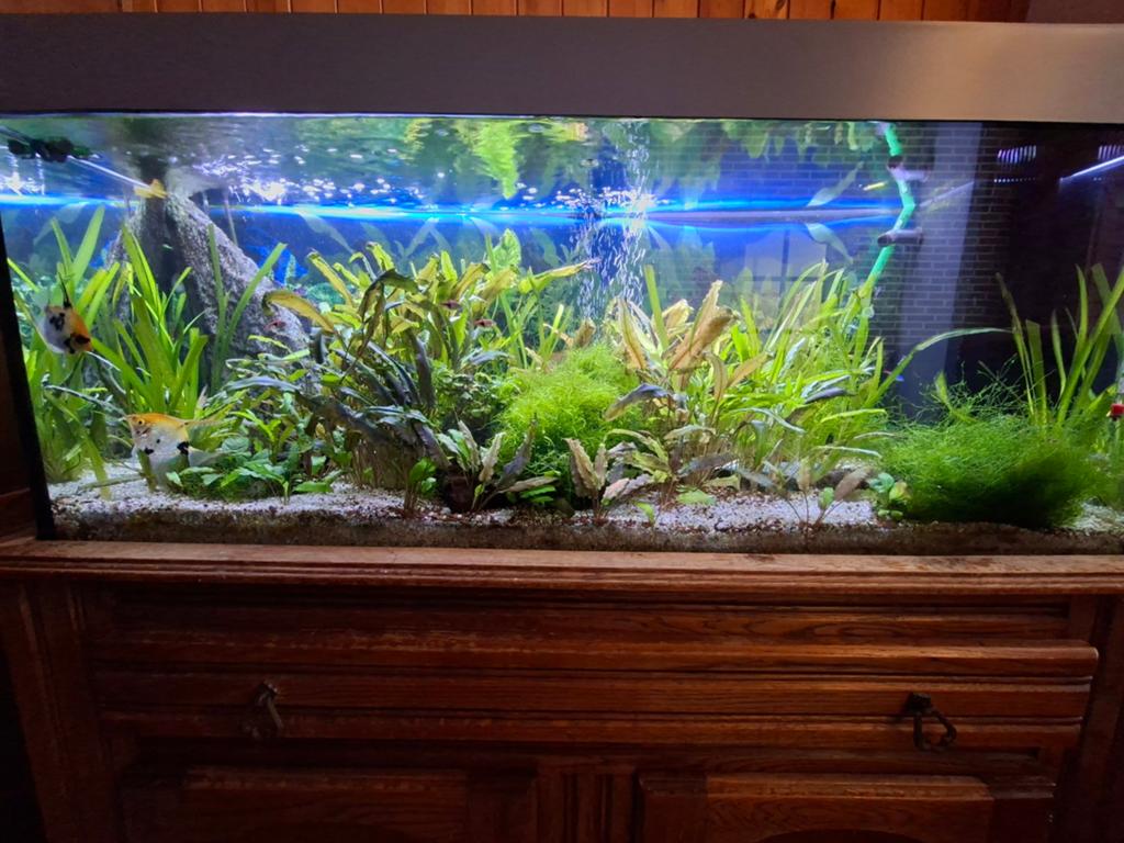 Aquarium met vissen en toebehoren, Dieren en Toebehoren, Ophalen, Nieuw, Gevuld zoetwateraquarium, Inclusief vissen