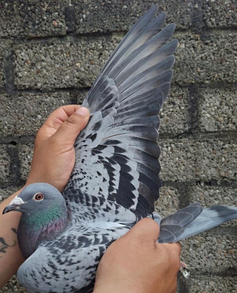Pigeon de course super consanguin « HARRY », Femelle, Pigeon voyageur
