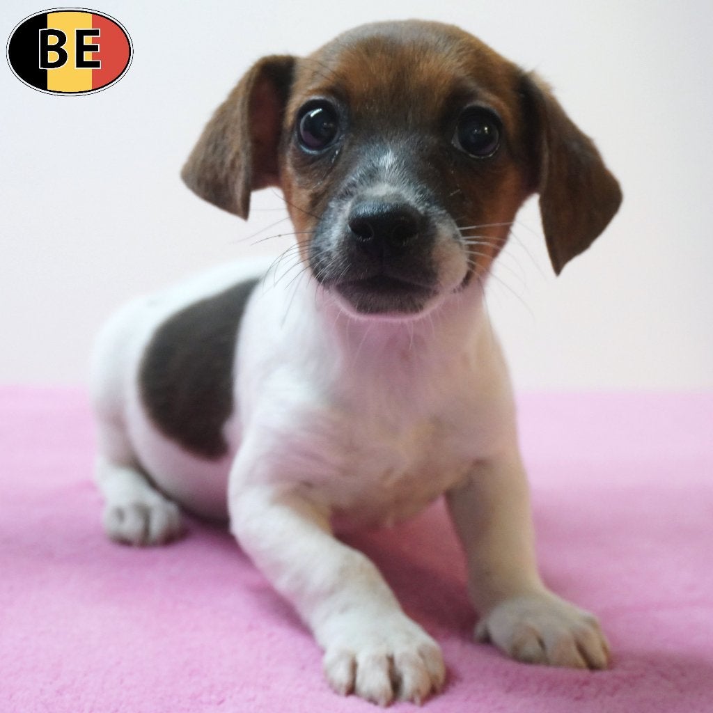 chiots Jack Russell à vendre (belges), Commerçant, Maladie de Carré (chiens), 8 à 15 semaines, Plusieurs