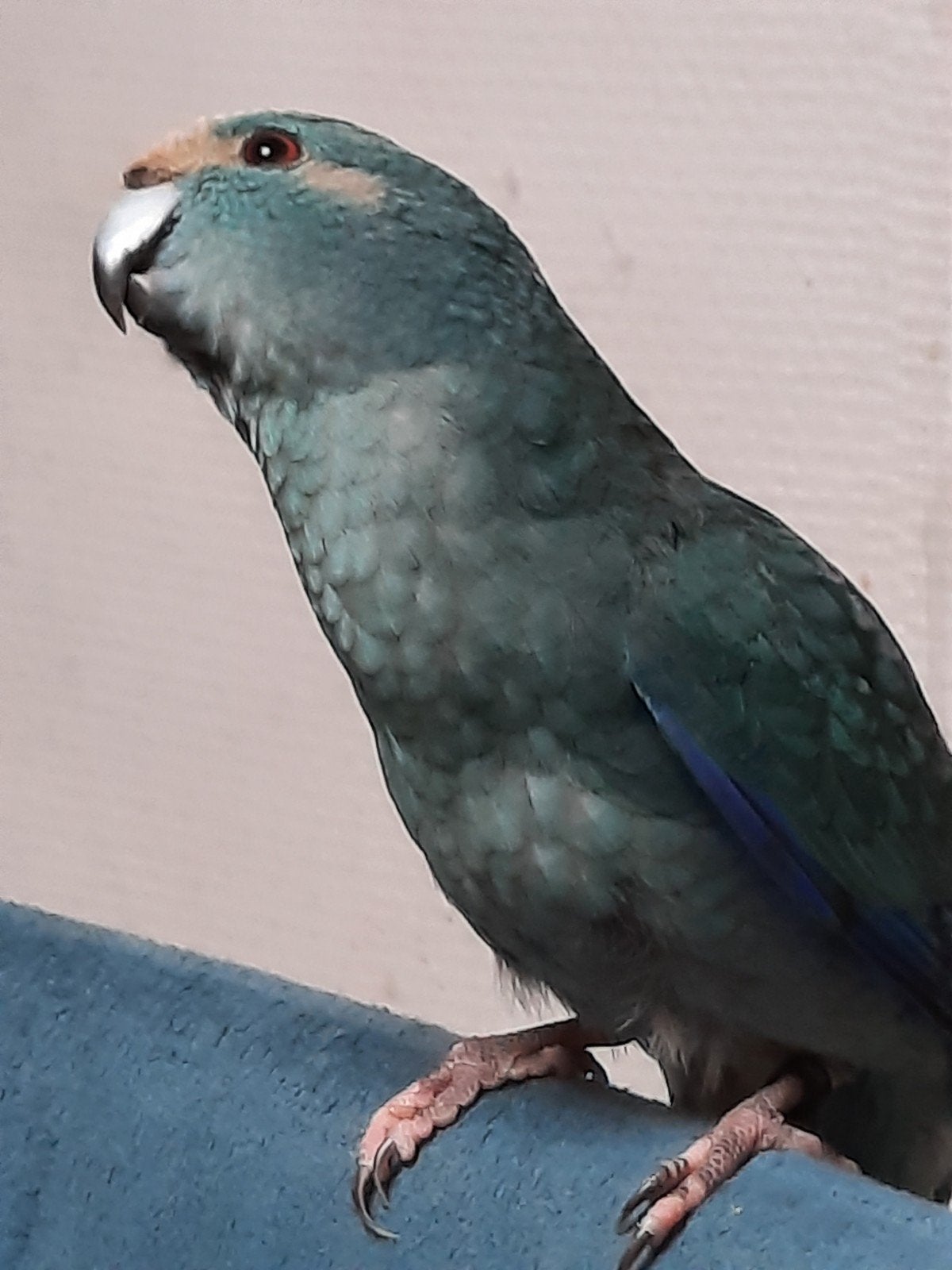kakariki eam
