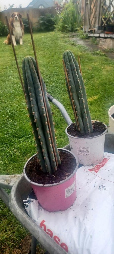 Cactussen Te koop, Tuin en Terras, Ophalen