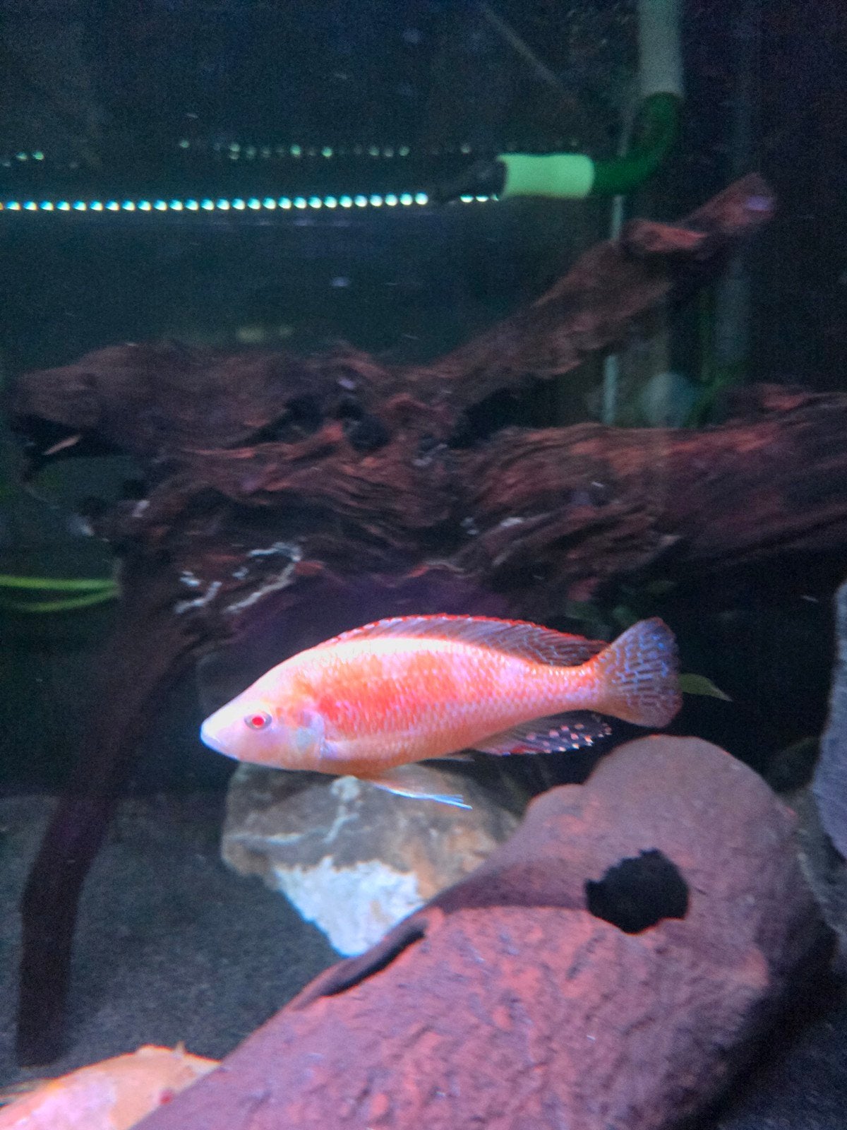 Dimidiochromis compressiceps albino MAN, Animaux & Accessoires